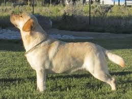 The yellows are english bred to american and the bla…. American Labradors Vs English Labradors Rosewood Retrievers Articles