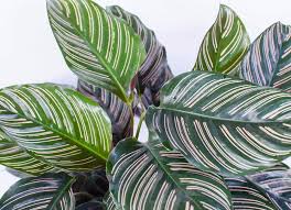 Image result for calathea