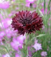 Black Magic Woman Cornflower In 2021 Beautiful Flowers Flowers How To Attract Hummingbirds