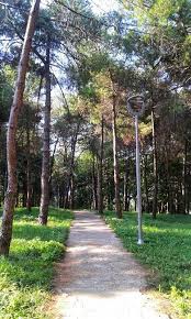 Yollar Varki Gozle Benimle Trabzon Agac Huzur Dilarabozali Agac