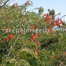 Image result for Tara spinosa