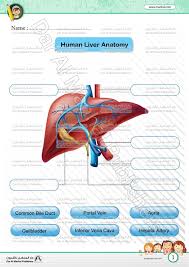 The liver is a vital organ found in humans and other vertebrates. Liver Parts Science Worksheets