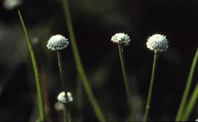 Image result for Eriocaulon schimperi