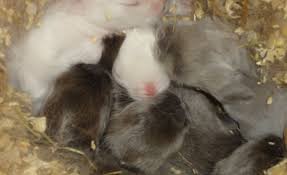 5 health benefits of pumpkin. Striped Sunflower Seeds Oatmeal Blackberry Farm Rabbitry