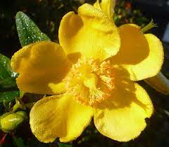 Forsythia branches are among the first to. Expert Advice On Growing Hypericum Hidcote In The Uk