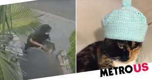 Îți e foame și vrei să comanzi prânzul la birou sau cina acasă (acestea sunt cele mai întâlnite comenzi), iți instalezi aplicația uber eats, spui de ce îți. Moment Uber Eats Driver Steals Cat Before Dropping Off Food Order Metro News