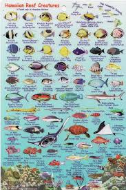 Hawaiian Reef Creatures Fish Chart Maui Fish