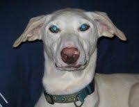 That's why these dogs need active homes and new parents with a healthy. Alaska Dog Puppy Rescue Spca International