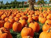 The Cheapest Pumpkin Patches In Canada Were Ranked & 2 Quebec ...