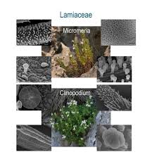 Image result for Micromeria imbricata