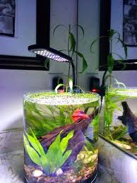 Information on betta fish, plus tips on betta fish care. Vase All The Things Betta Fish Care Fish Tank Betta Fish Tank