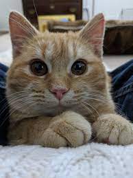 Pin By Rahimah Razali On My Love For Cats Pretty Cats Cute Cats Beautiful Cats