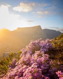 10 000 Best Table Mountain Photos 100 Free Download Pexels Stock Photos Published by may 8, 2020. 10 000 best table mountain photos