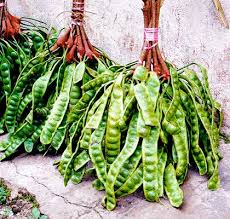 Image result for Parkia