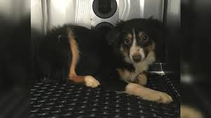Yorkie, morkie, maltese, havanese, cavalier king, pomeranian, cavachon. 45 Dogs Rescued From Reynoldsburg Couple S Home To Be Adopted Wsyx