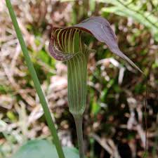 Arisaema is a large and diverse genus of the flowering plant family araceae.the largest concentration of species is in china and japan, with other species native to other parts of southern asia as well as eastern and central africa, mexico and eastern north america. Arisaema Consanguineum
