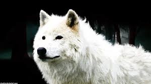 Customize and personalise your desktop, mobile phone and tablet with these free wallpapers! Arctic Wolf Wallpaper By Xhuskie On Deviantart