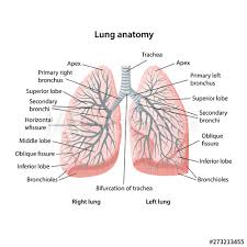 Structure Of Human Lungs With Description Of The Human Lungs Lung Anatomy Lunges