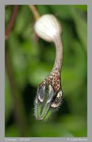 Image result for Ceropegia racemosa