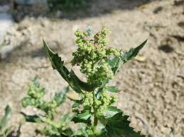 Image result for Chenopodiastrum murale