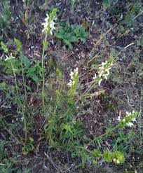 Image result for Stachys aculeolata