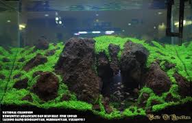 Cave Under Rocks Substrate Super Cool Aquascape Planted Aquarium Nature Aquarium