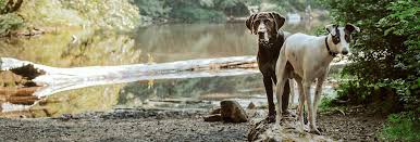 Maybe you would like to learn more about one of these? Cavanaugh Pet Hospital Blue Springs Veterinarians