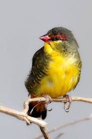 Yellow Bird With Red Cheeks Gold Breasted Waxbill Birds Beautiful Birds Pretty Birds