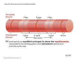 For example, the muscle cells form muscular tissues which helps in movement, nerve cells form the nervous tissue the three types of muscle fibres are:striated muscles, smooth muscles (unstriated muscle fibre), and cardiac muscles. Muscular Tissue Skeletal Smooth And Cardiac Muscle Online Biology Notes