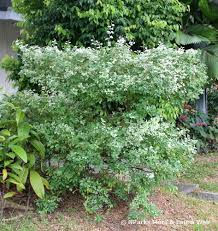 Image result for Pithecellobium dulce