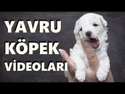 Kopek Sesi Ac