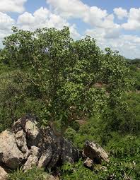 Image result for Ficus tettensis