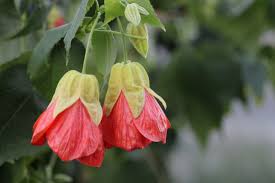 Image result for Abutilon austro-africanum