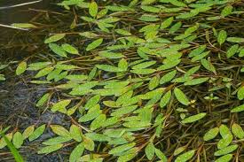 Image result for Potamogeton