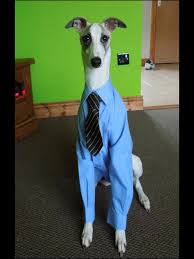 Redditor S Dog Dressed Up In A School Uniform Bad Dog Funny Costumes Whippet
