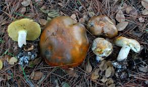 Image result for Suillus punctipes