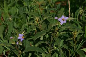 Image result for Solanum campylacanthum 'panduriforme type'