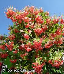 Image result for Combretum indicum