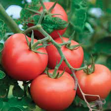 We did not find results for: Tomate Manitoba Je Jardine