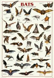 Bats Why They Are Important And How To Get Bats To Make A