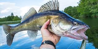 walleye national wildlife federation