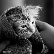 Fotografie Coole Katzen In Schwarz Weiss Coole Katzen Ausgestopftes Tier Katzen