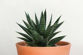 It was great to read the background story to how and why it was created, and to what sims that you plan would enjoy living in the house. How To Prepare Well Draining Soil For Succulent Plants With Pictures Succulents Network