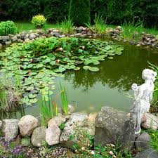 If the eggs were laid in the gravel, you can go ahead with your usual clean but just avoid the gravel. 5 Step Algae Control Koi Ponds Crystalclear