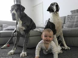 Review how much great dane puppies for sale sell for below. Great Dane Loves A Baby Daily Mail Online