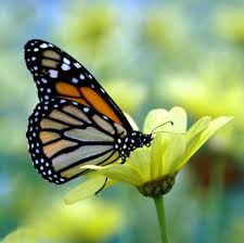 Rama however is not without flaws. Pin By Kelly On Beautiful Butterflies Butterfly Pictures Beautiful Butterflies Butterfly On Flower