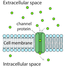 Cell Structure And Function Ap College Biology Science Khan Academy