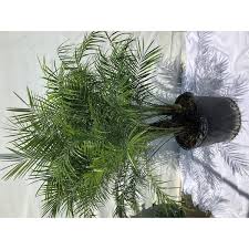 Image result for Pearsonia cajanifolia