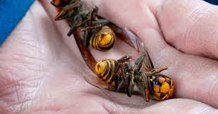 Hornet nest removal can be a tough process that is highly dangerous without extra precautions. Scientists Destroyed A Nest Of Murder Hornets Here S What They Learned Nws100