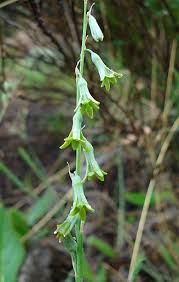 Image result for Dipcadi marlothii